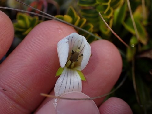 Gentianella bellidifolia, photograph 5