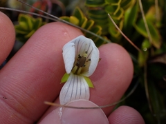 Gentianella bellidifolia, photograph (c) Oscar Dove, some rights reserved (CC BY)