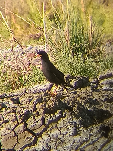 Great Myna