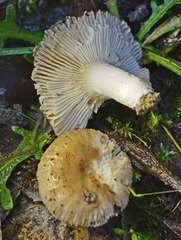 Russula neerimea