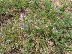 Astragalus lindheimeri