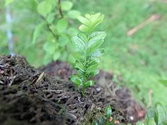 Tmesipteris lanceolata