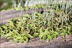 Lophocolea semiteres