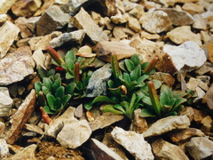 Epilobium margaretiae