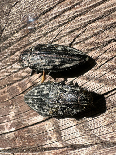 Pine-borer