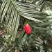 Taiwan Catkin-Yew - Photo (c) 陳培均, some rights reserved (CC BY-NC), uploaded by 陳培均