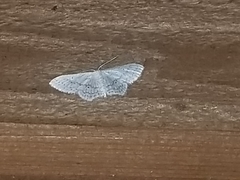 Idaea tacturata