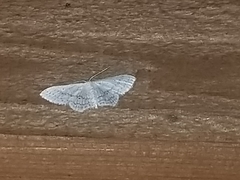 Idaea tacturata
