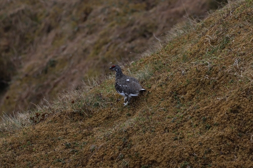 Rock Ptarmigan