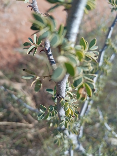 Black thorn