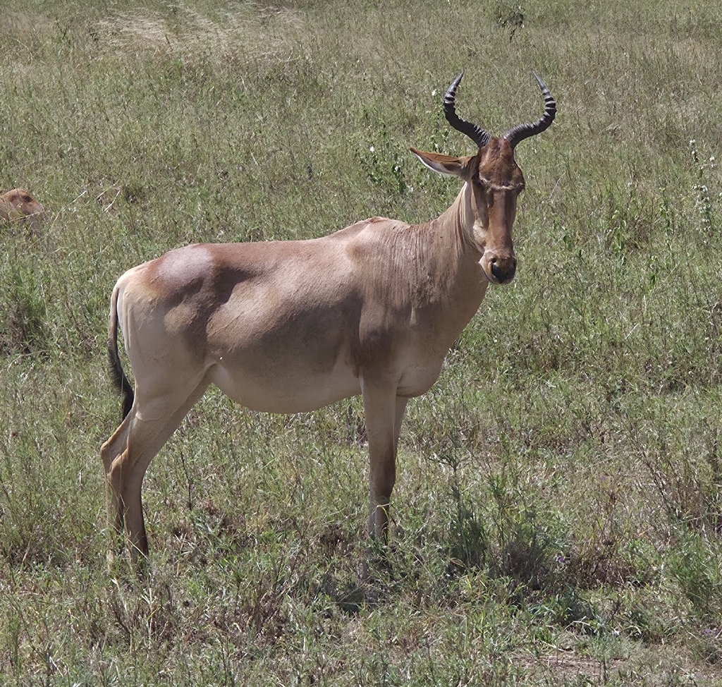 Coke’s hartebeest, Ikoma, Tanzania, photographed by naturalist152529