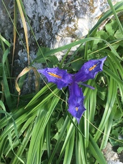 Iris planifolia, photograph (c) Victoria J. Burton, some rights reserved (CC BY)
