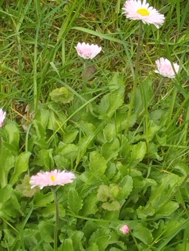 Lawn daisy
