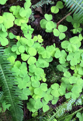 Oxalis