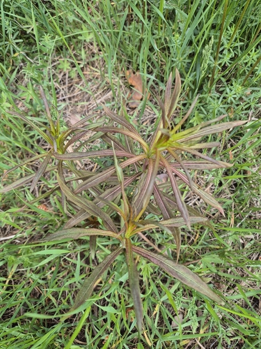 fireweed