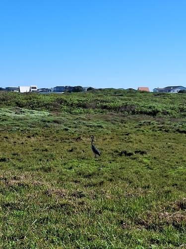 Black-headed Heron