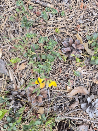 bird's-foot trefoil