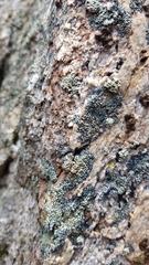 Lecanora semitensis