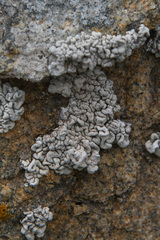 Roccellina cerebriformis