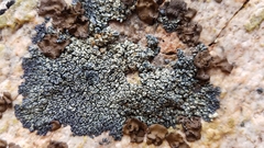 Lecanora semitensis