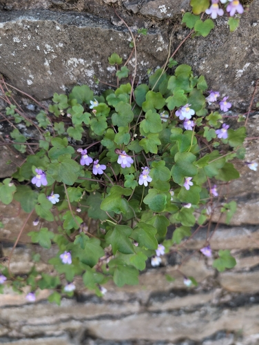 Ivy-leaved toadflax