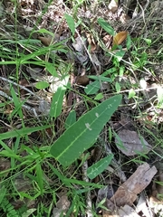 Hardenbergia violacea