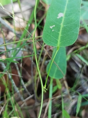 Hardenbergia violacea