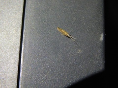 Annulipalpia