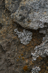 Roccellina cerebriformis