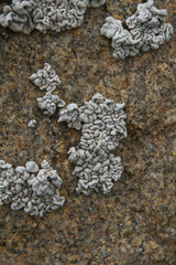 Roccellina cerebriformis