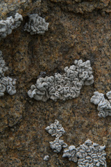 Roccellina cerebriformis