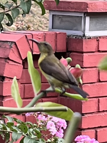 Ornate Sunbird