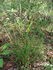 Panicum simile