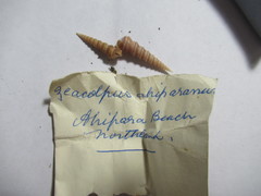 Stiracolpus ahiparanus