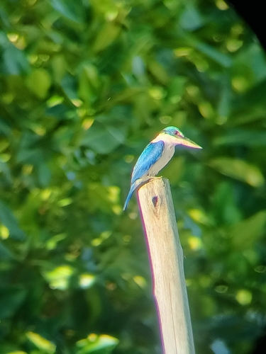 Collared Kingfisher