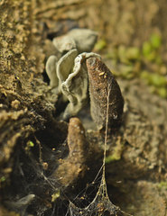 Xylaria castorea