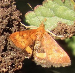 Pyrausta californicalis