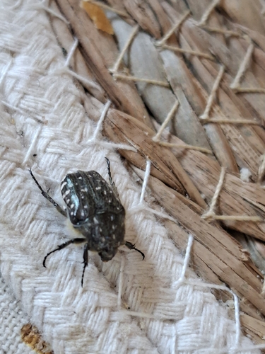 Mediterranean Spotted Chafer