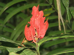 Ruellia chartacea