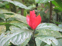 Ruellia chartacea