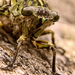 Clapping Cicadas - Photo (c) Sid Mosdell, some rights reserved (CC BY)