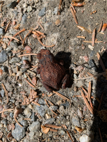 European Toad