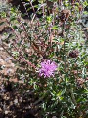 Monardella purpurea