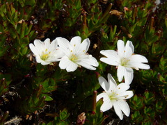 Epilobium vernicosum