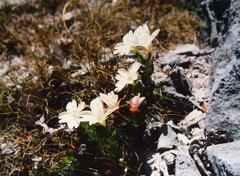 Epilobium vernicosum