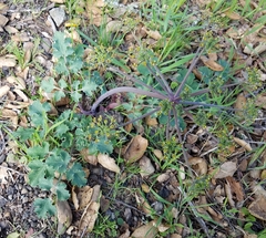 Lomatium repostum