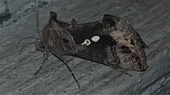 Chrysodeixis subsidens