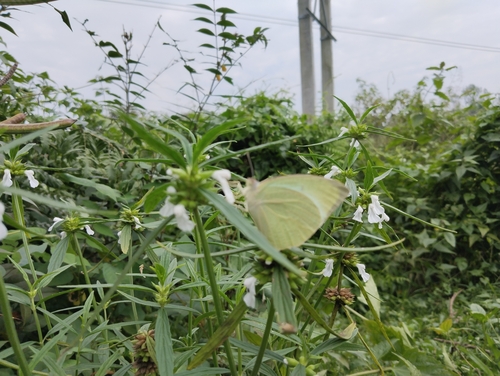 Mottled Emigrant