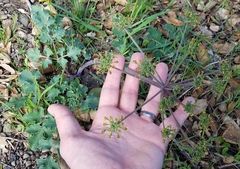 Lomatium repostum