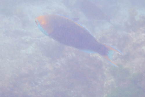 Scarus falcipinnis observed 2026-05-22